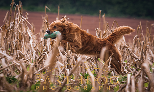 Dog With Dummy